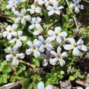 Lobelia pedunculata at Paddys River, ACT - 11 Dec 2022