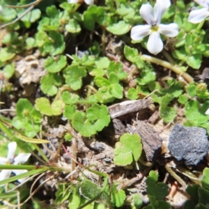 Lobelia pedunculata at Paddys River, ACT - 11 Dec 2022