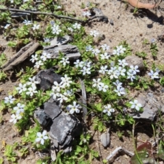 Lobelia pedunculata at Paddys River, ACT - 11 Dec 2022