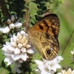 Heteronympha cordace (Bright-eyed Brown) at Gibraltar Pines - 10 Dec 2022 by MatthewFrawley