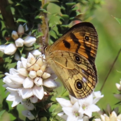 Heteronympha cordace (Bright-eyed Brown) at Gibraltar Pines - 10 Dec 2022 by MatthewFrawley