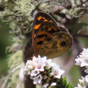 Heteronympha cordace at Paddys River, ACT - 11 Dec 2022