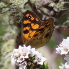 Heteronympha cordace at Paddys River, ACT - 11 Dec 2022 10:46 AM