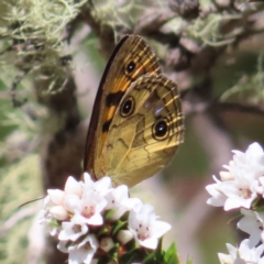 Heteronympha cordace at Paddys River, ACT - 11 Dec 2022