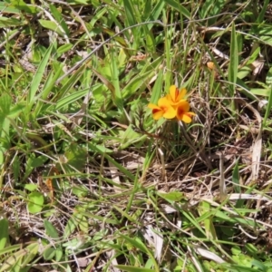 Pultenaea polifolia at Paddys River, ACT - 11 Dec 2022