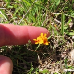 Pultenaea polifolia at Paddys River, ACT - 11 Dec 2022