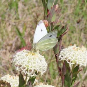 Pieris rapae at Paddys River, ACT - 11 Dec 2022 11:02 AM