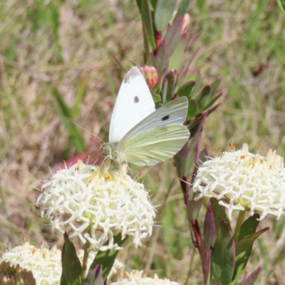 Pieris rapae (Cabbage White) at Gibraltar Pines - 11 Dec 2022 by MatthewFrawley