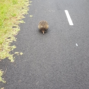 Tachyglossus aculeatus at Molonglo Valley, ACT - 12 Dec 2022 11:36 AM