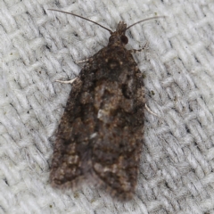 Thrincophora impletana (a Tortrix moth) at O'Connor, ACT - 30 Oct 2022 by ibaird