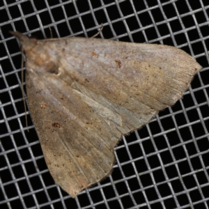 Rhapsa suscitatalis at O'Connor, ACT - 4 Nov 2022 09:44 PM