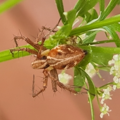 Oxyopes sp. (genus) (Lynx spider) at Rivett, ACT - 7 Dec 2022 by Fiboa