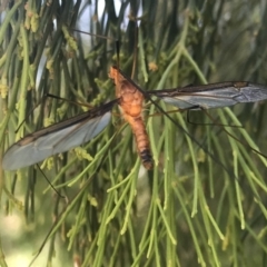 Leptotarsus (Macromastix) costalis (Common Brown Crane Fly) at Molonglo Valley, ACT - 10 Dec 2022 by rainer