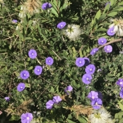 Convolvulus sabatius (Blue Rock Bindweed) at Lawson, ACT - 10 Dec 2022 by rainer