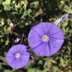 Convolvulus sabatius at Lawson, ACT - 10 Dec 2022