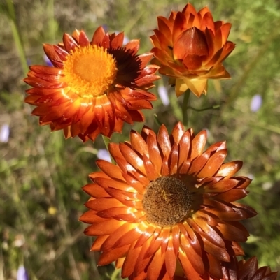 Xerochrysum viscosum (Sticky Everlasting) at Watson, ACT - 6 Dec 2022 by rainer