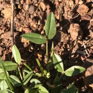 Zornia dyctiocarpa var. dyctiocarpa at Watson, ACT - 7 Dec 2022 07:54 AM