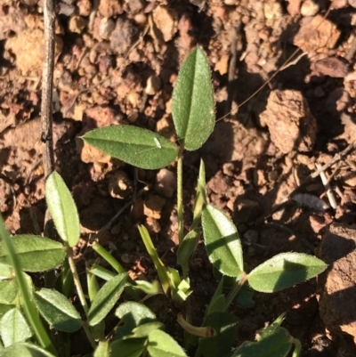 Zornia dyctiocarpa var. dyctiocarpa (Zornia) at Watson, ACT - 7 Dec 2022 by rainer