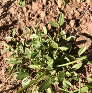 Zornia dyctiocarpa var. dyctiocarpa at Watson, ACT - 7 Dec 2022 07:54 AM