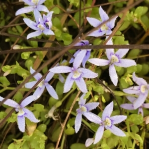 Isotoma fluviatilis subsp. australis at Watson, ACT - 7 Dec 2022