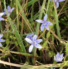 Isotoma fluviatilis subsp. australis at Watson, ACT - 7 Dec 2022 07:52 AM