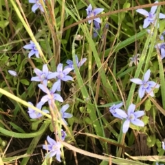 Isotoma fluviatilis subsp. australis at Watson, ACT - 7 Dec 2022 07:52 AM