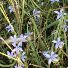 Isotoma fluviatilis subsp. australis at Watson, ACT - 7 Dec 2022 07:52 AM