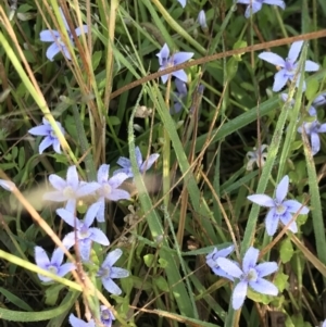 Isotoma fluviatilis subsp. australis at Watson, ACT - 7 Dec 2022 07:52 AM