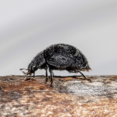 Coccinellidae (family) (Unidentified lady beetle) at QPRC LGA - 12 Dec 2022 by MarkT