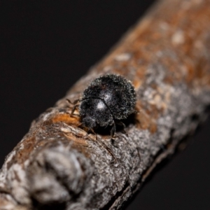 Coccinellidae (family) at Jerrabomberra, NSW - 12 Dec 2022