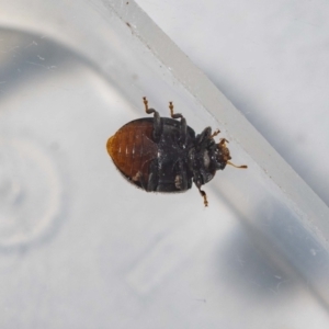 Coccinellidae (family) at Jerrabomberra, NSW - 12 Dec 2022