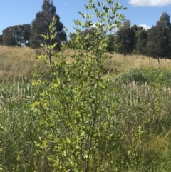 Fraxinus sp. (An Ash) at Lawson, ACT - 9 Dec 2022 by rainer