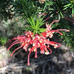 Grevillea juniperina at Lawson, ACT - 10 Dec 2022 09:56 AM