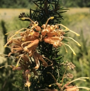 Grevillea juniperina at Lawson, ACT - 10 Dec 2022 09:56 AM