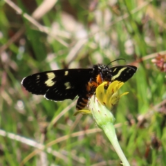 Phalaenoides tristifica (Willow-herb Day-moth) at Paddys River, ACT - 11 Dec 2022 by MatthewFrawley