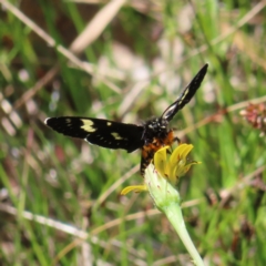 Phalaenoides tristifica at Paddys River, ACT - 11 Dec 2022