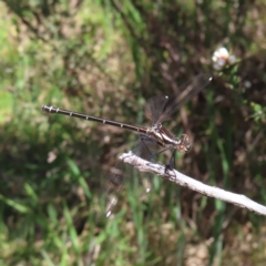 Austroargiolestes calcaris (Powdered Flatwing) at Paddys River, ACT - 11 Dec 2022 by MatthewFrawley