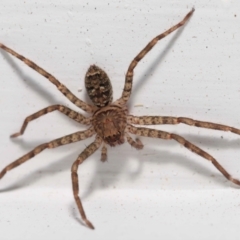 Unidentified Spider (Araneae) (TBC) at Wellington Point, QLD - 28 Nov 2022 by TimL
