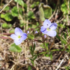 Veronica gracilis (Slender Speedwell) at Namadgi National Park - 11 Dec 2022 by MatthewFrawley