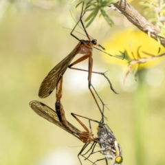 Harpobittacus australis (Hangingfly) at Wingecarribee Local Government Area - 10 Dec 2022 by Aussiegall