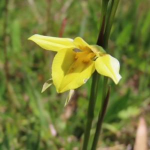 Diuris monticola at Paddys River, ACT - 11 Dec 2022