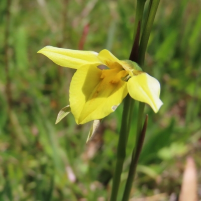 Diuris monticola (Highland Golden Moths) at Paddys River, ACT - 11 Dec 2022 by MatthewFrawley