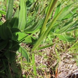 Diuris monticola at Paddys River, ACT - 11 Dec 2022