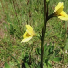 Diuris monticola at Paddys River, ACT - 11 Dec 2022