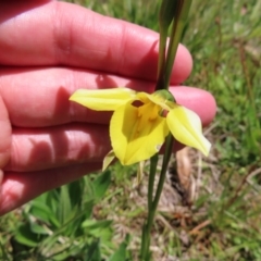 Diuris monticola at Paddys River, ACT - 11 Dec 2022