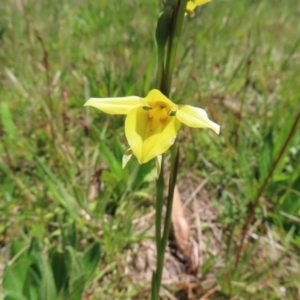 Diuris monticola at Paddys River, ACT - 11 Dec 2022