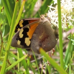 Heteronympha merope (Common Brown Butterfly) at Namadgi National Park - 11 Dec 2022 by MatthewFrawley