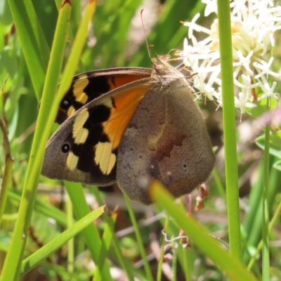 Heteronympha merope (Common Brown Butterfly) at Namadgi National Park - 11 Dec 2022 by MatthewFrawley