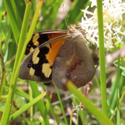 Heteronympha merope (Common Brown Butterfly) at Cotter River, ACT - 11 Dec 2022 by MatthewFrawley