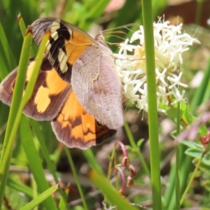 Heteronympha merope at Cotter River, ACT - 11 Dec 2022 11:45 AM